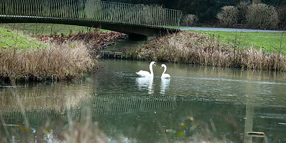 Zwei Schwäne im Wasser vor einer Brücke auf dem Friedhof Osterholz. 