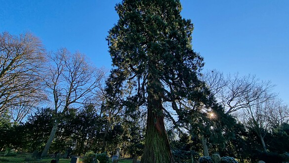 Mammutbaum auf dem Friedhof Riensberg