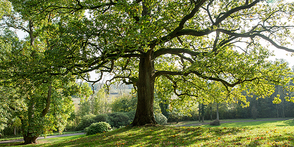 Ein großer Laubbaum in der Mitte eines Parks