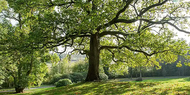Ein großer Laubbaum in der Mitte eines Parks