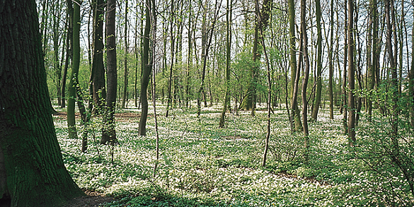 Bild von einem Laubwald