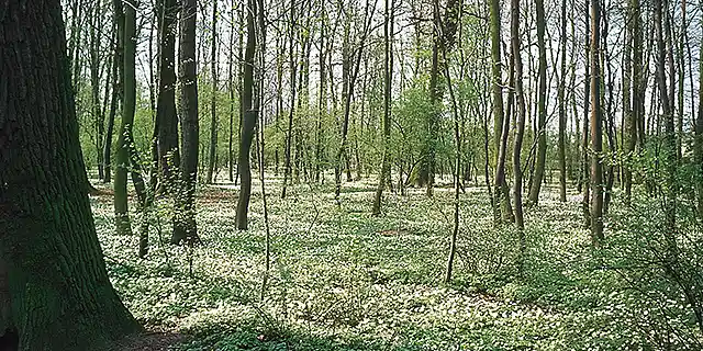 Bild von einem Laubwald