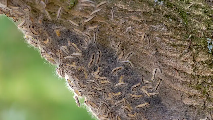 Eichenprozessionsspinner am Baumstamm