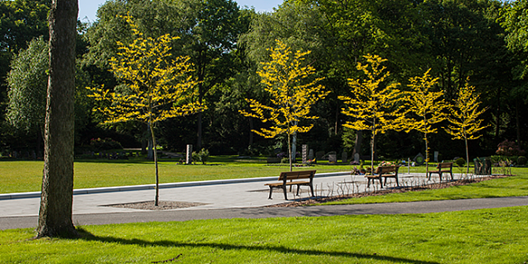 Parkbänke inmitten von gelben Bäumen