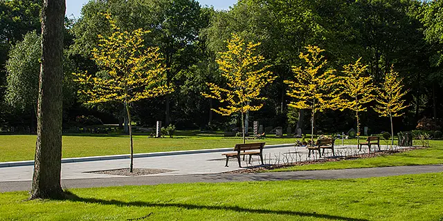 Parkbänke inmitten von gelben Bäumen