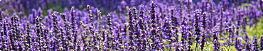 Lavendel pflanzen