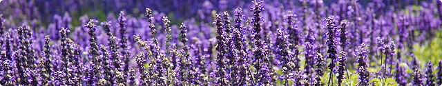Lavendel pflanzen