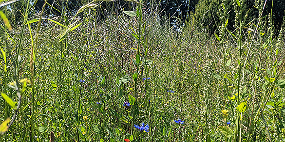 Blumenwiese