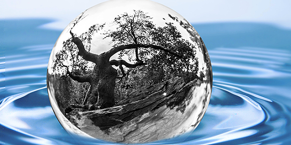 Bild von einer Kugel im Wasser, wo sich ein Baum drin spiegelt.