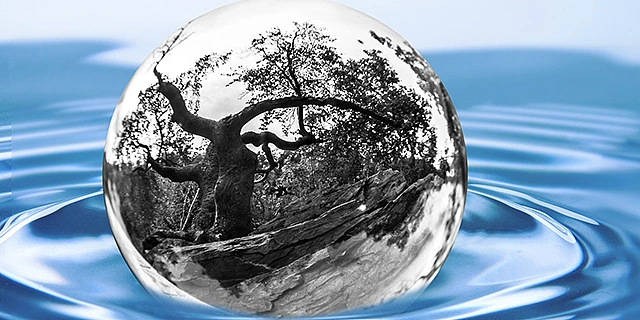 Bild von einer Kugel im Wasser, wo sich ein Baum drin spiegelt.