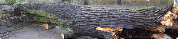 umgestürzter Baum im Park 