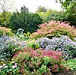 Bild von unterschiedlich blühenden Herbststräuchern.