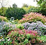 Bild von unterschiedlich blühenden Herbststräuchern.