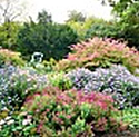 Bild von unterschiedlich blühenden Herbststräuchern.