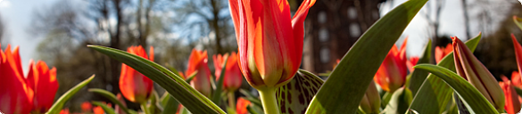 Rote Tulpe, im Hintergrund Mühle in den Wallanlagen