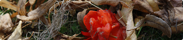 Rote Blume im Laub