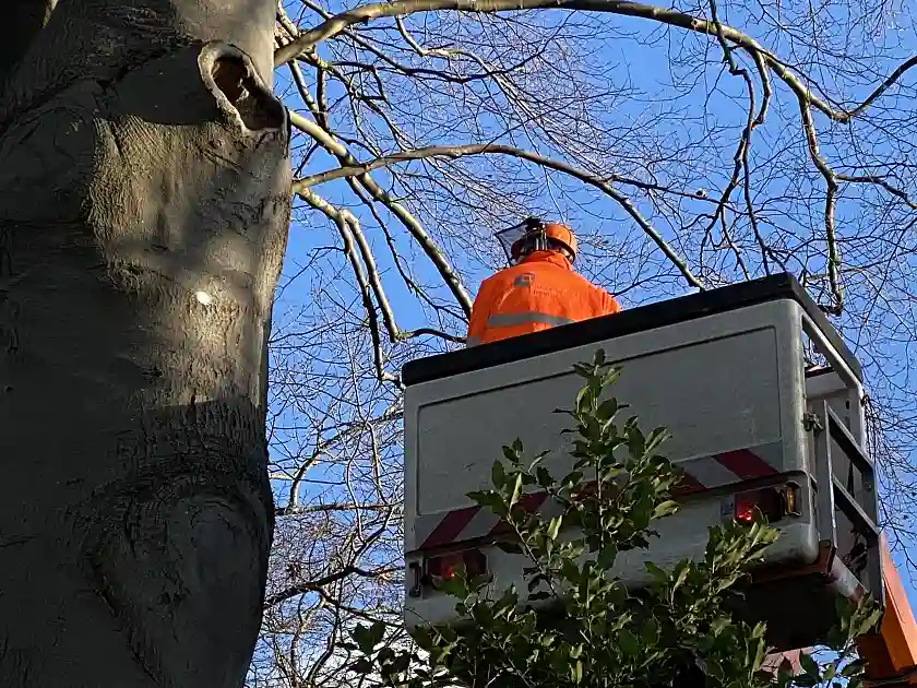 Eine Hubb&uuml;hne mit Mitarbeiter in einigen Metern H&ouml;he vor einem Baum. 