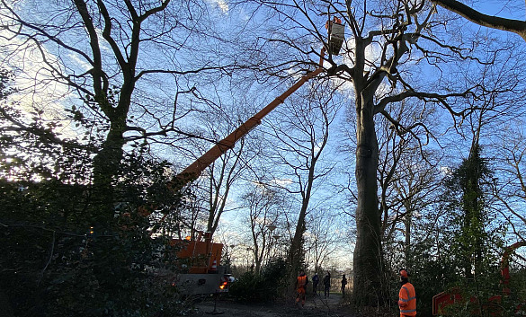 Rotbuche mit Steiger und Mitarbeitern vom Umweltbetrieb Bremen