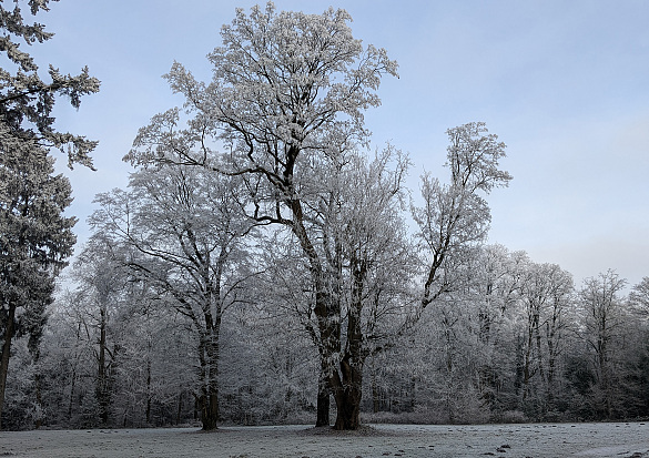 Winterimpression Wätjens Park