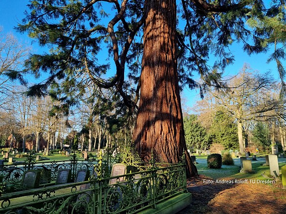 Riesenammutbaum auf dem Friedhof Riensberg