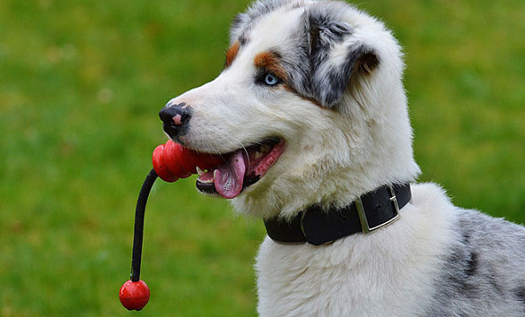 Hier finden Sie Bremens Hundefreilaufflächen.