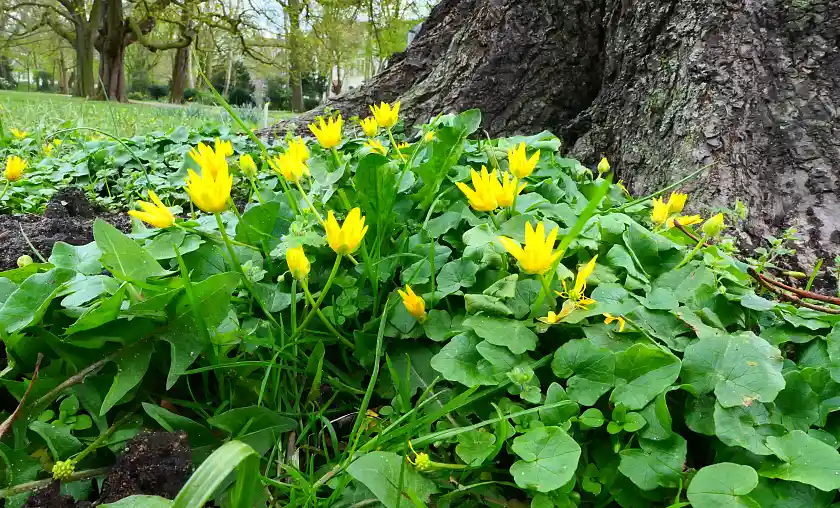 Scharbocksraut w&auml;chst am Baumstamm 