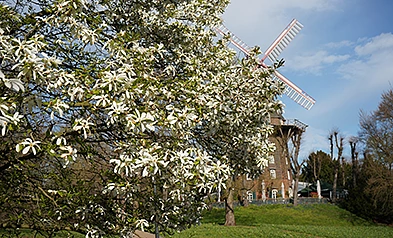 Stern-Magnolie in den Wallanlagen