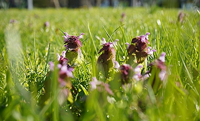 Die Purpurrote Taubnessel