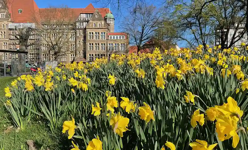 Viele Narzissen, die gelb bl&uuml;hen