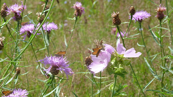 Bild eines Schmetterlings auf blauen Blüten 