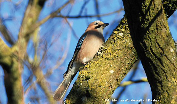Machen Sie Bremen schöner! Mit Ihrer Baumspende. 
˜ Bildnachweis: Bild: Monikas Wunderwelt auf Pixabay