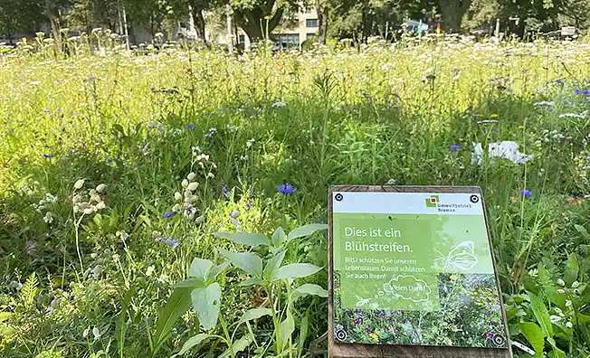 Wilde Wiesen Biodiversität Grünpflege Extensive Pflege 