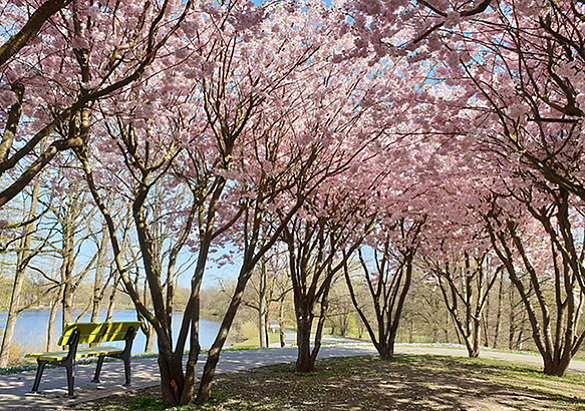 Bild von Kirschblütenbäumen.