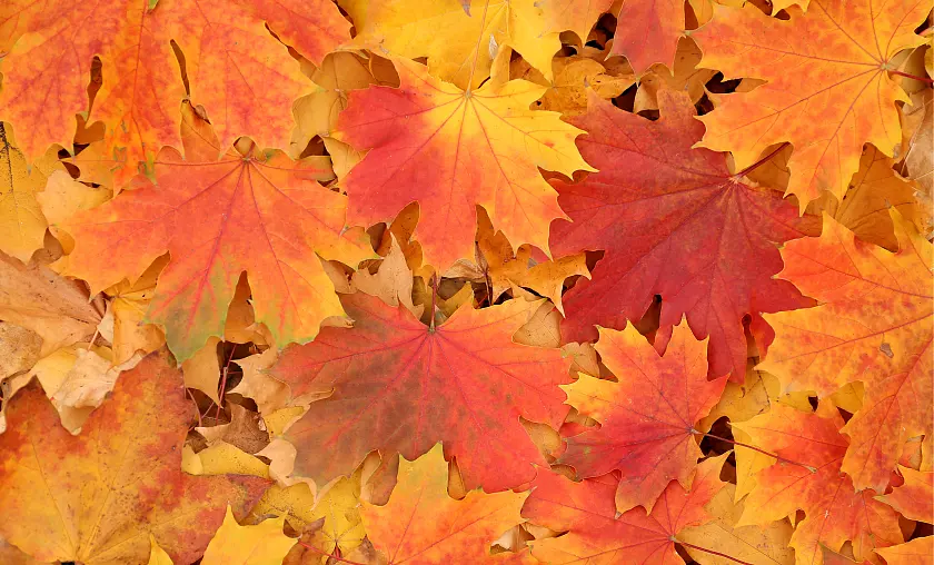 Ansammlung von Laub 
˜ Bildnachweis: Pixel-Shot - stock.adobe.com