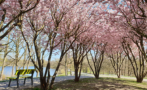 Sodenmattsee Kirschblüte.