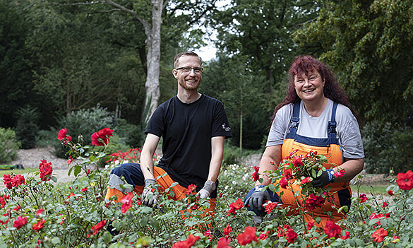 Gärtner und Gärtnerin pflegen ein Rosenbeet