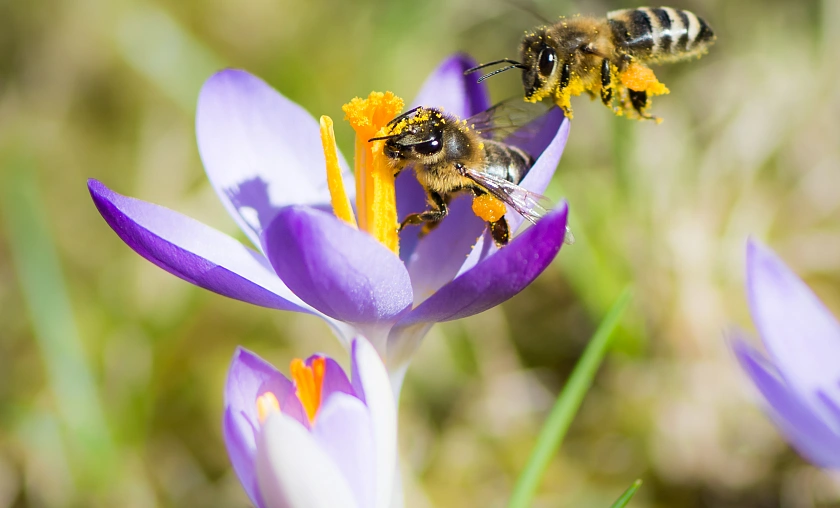 Krokusse mit Bienen 
˜ Bildnachweis: manfredxy - stock.adobe.com