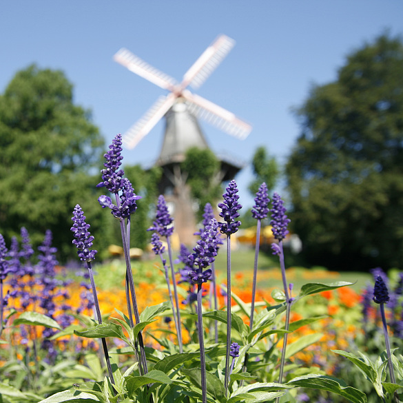 Bild von Lavendel und im Hintergrund ist die Windmühle am Wall zu sehen.