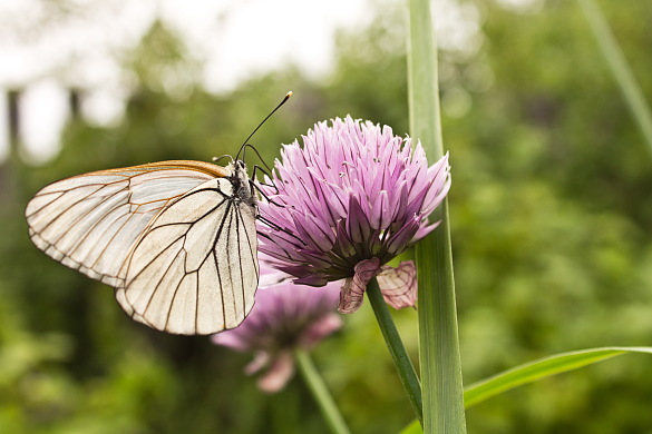 Schmetterling auf eine Distelblume