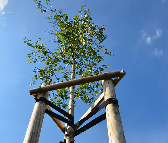 Bild von einem kleinen Baum der von Holzpflöcken gehalten wird.